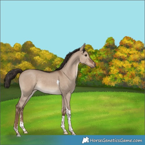 Horse Color:Liver Red Dun Sabino Tobiano Rabicano 
