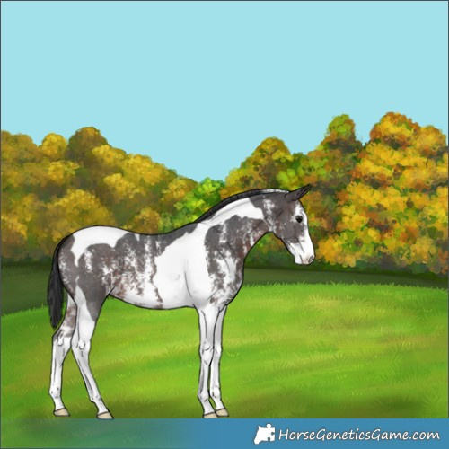 Horse Color:Brown Sabino Tobiano