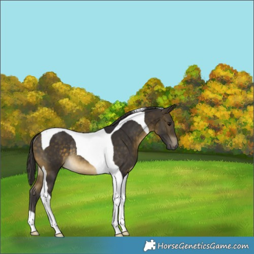 Horse Color:Buckskin Tobiano Rabicano 