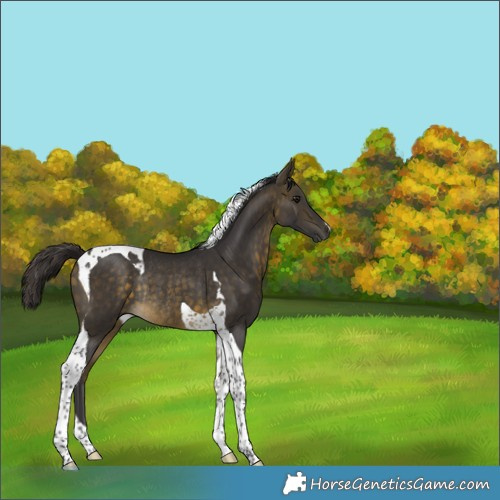 Horse Color:Buckskin Tobiano Rabicano 