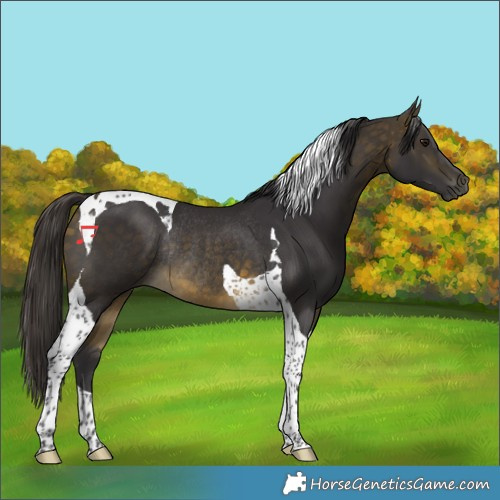 Horse Color:Buckskin Tobiano Rabicano