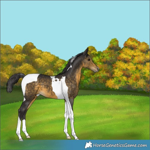 Horse Color:Buckskin Tobiano 