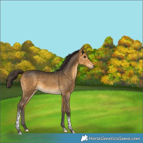 Horse Color:Buckskin Tobiano 