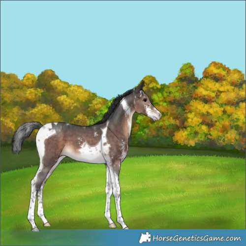 Horse Color:Brown Sabino Tobiano 