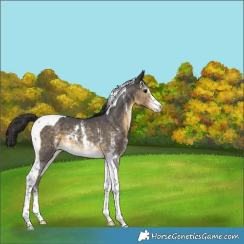 Horse Color:Buckskin Sabino Tobiano