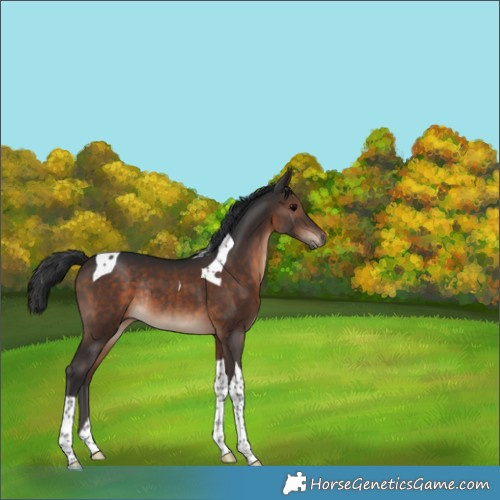Horse Color:Brown Tobiano Rabicano 