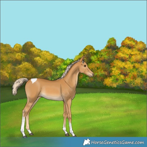 Horse Color:Palomino Tobiano Rabicano 