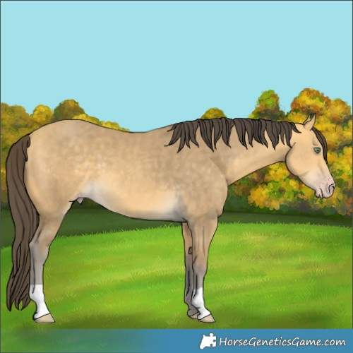 Horse Color:Amber Cream Champagne 