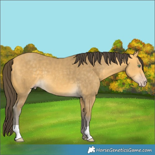Horse Color:Amber Cream Champagne 