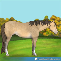 Horse Color:Amber Cream Champagne 