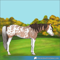 Horse Color:Bay Roan Splash Blanket