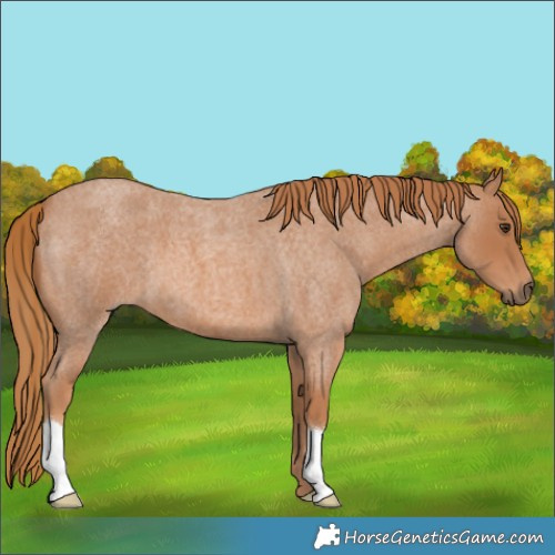 Horse Color:Red Roan 