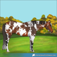 Horse Color:White Spotted Bay 