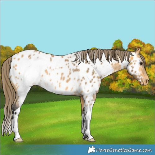 Horse Color:White Spotted Buckskin Appaloosa Rabicano 