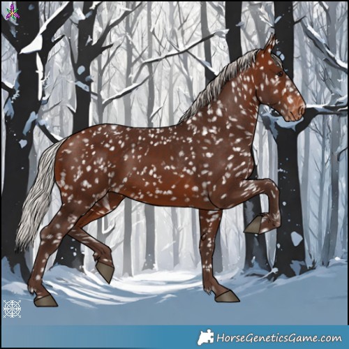 Horse Color:Silver Brown Appaloosa 