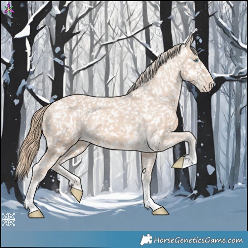 Horse Color:Perlino Appaloosa 