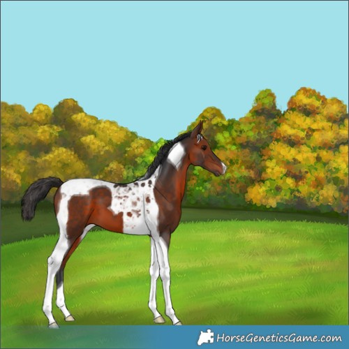 Horse Color:Bay Tobiano 