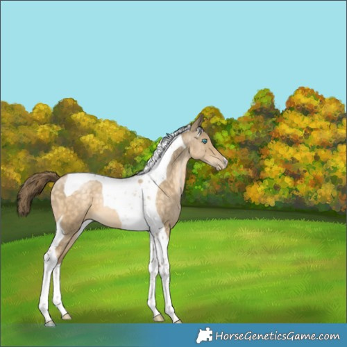 Horse Color:Buckskin Pearl Tobiano 