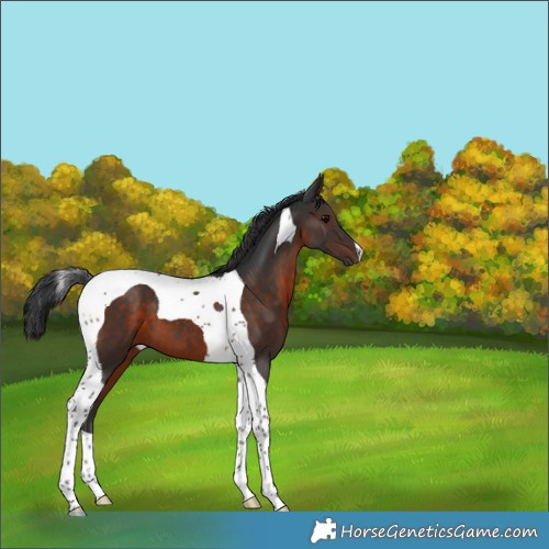 Horse Color:Brown Tobiano 
