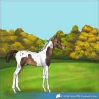 Horse Color:Buckskin Tobiano 