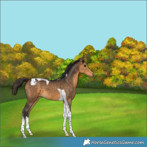 Horse Color:Buckskin Tobiano 