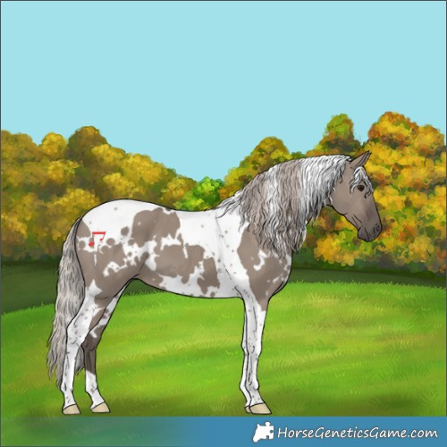Horse Color:White Spotted Silver Grullo Tobiano 