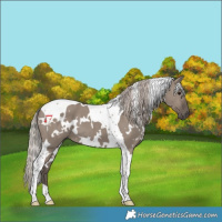 Horse Color:White Spotted Silver Grullo Tobiano 