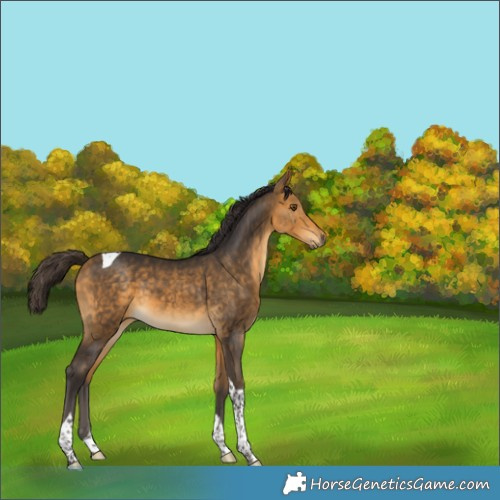 Horse Color:Buckskin Tobiano 