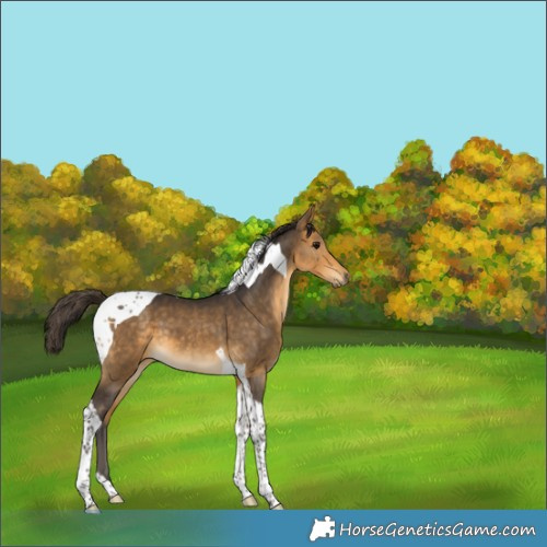 Horse Color:Buckskin Tobiano 