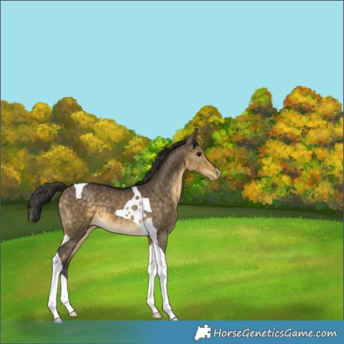 Horse Color:Buckskin Dun Tobiano Appaloosa