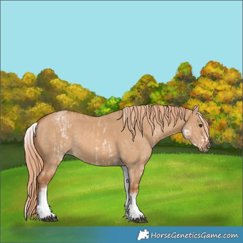 Horse Color:White Spotted Red Dun Rabicano and White Spotted Red Dun Rabicano