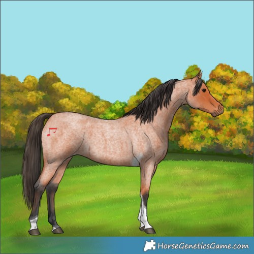 Horse Color:Bay Roan Tobiano 