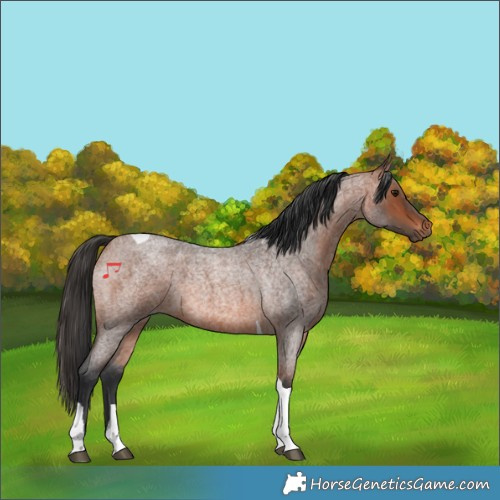 Horse Color:Bay Roan Tobiano