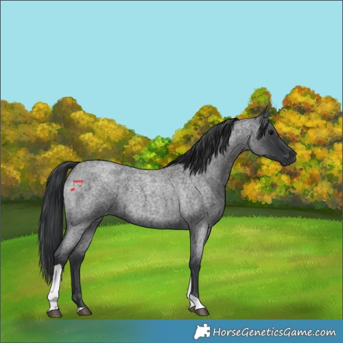 Horse Color:Blue Roan Tobiano