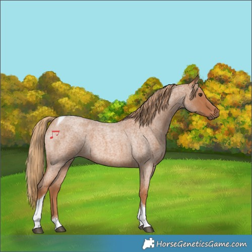 Horse Color:Red Roan Tobiano