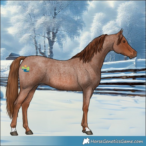 Horse Color:Red Roan 