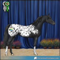 Horse Color:Black Near Leopard 