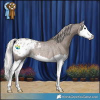 Horse Color:Silver Blue Roan Splash Blanket Rabicano 
