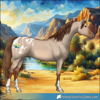 Horse Color:Red Dun Appaloosa