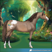 Horse Color:Bay Dun Blanket