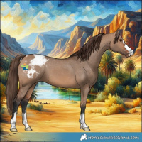 Horse Color:Bay Dun Appaloosa 