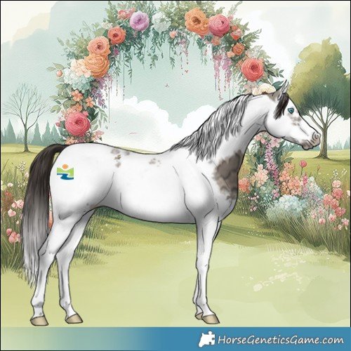 Horse Color:Liver Red Dun Ice Splash Tobiano Frame 