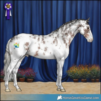 Horse Color:Liver Chestnut Mushroom Sabino 