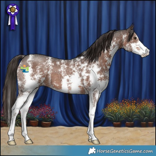Horse Color:Liver Chestnut Sabino 