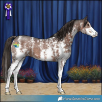 Horse Color:Liver Chestnut Sabino