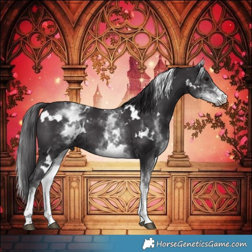 Horse Color:White Spotted Smoky Black Rabicano