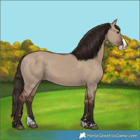 Horse Color:Liver Red Dun Splash