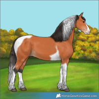 Horse Color:Bay Splash Tobiano