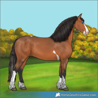 Horse Color:Bay Splash Tobiano