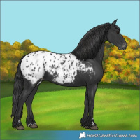 Horse Color:Black Blanket 